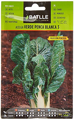 Acelgas